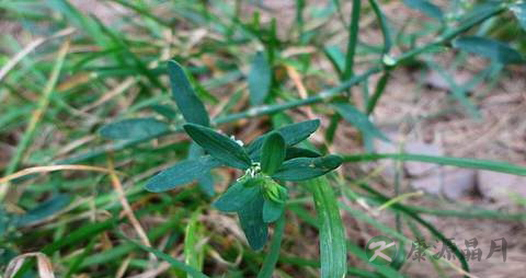 扁蓄的药用价值_扁蓄的副作用