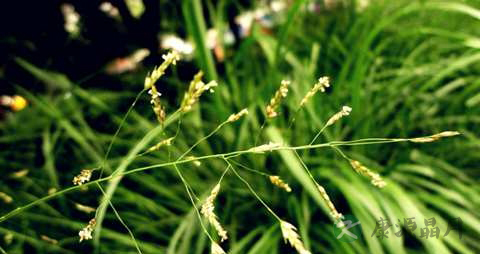 画眉草的功效与作用