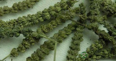 荆芥穗的功效与作用_荆芥穗的药用价值