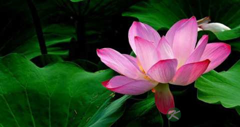 水芙蓉的功效与作用