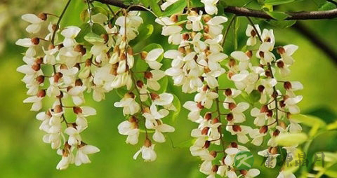 洋槐花有毒吗