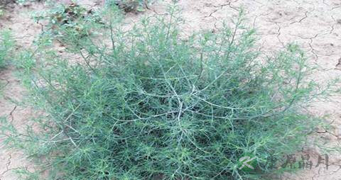 猪毛菜的药用价值_猪毛菜的副作用