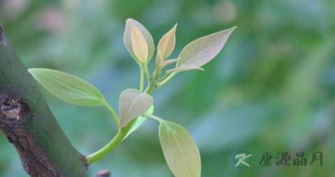 樟树叶的功效与作用