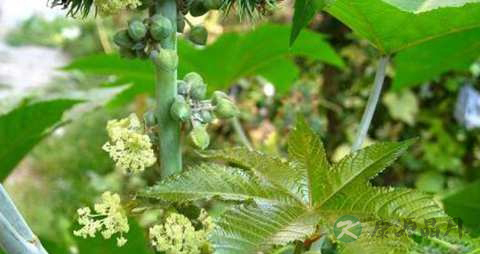蓖麻子的药用价值_蓖麻子的副作用