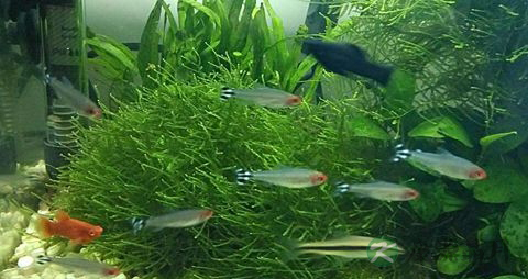 鱼草的功效与作用