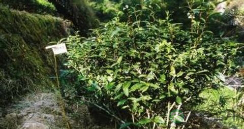 铁罗汉的功效与作用