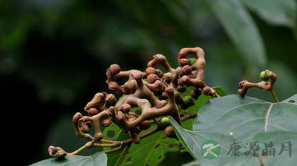 万寿果的功效与作用_万寿果的药用价值