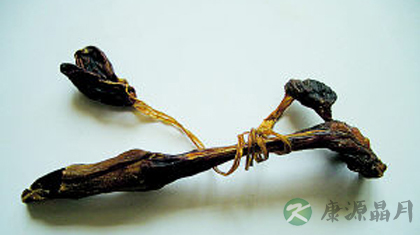 海狗肾的功效与作用_海狗肾的药用价值