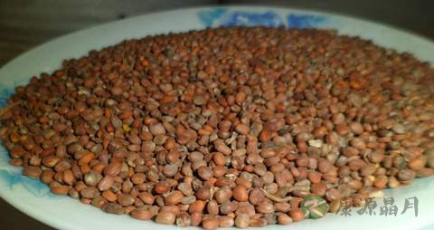 莱菔子的功效与作用