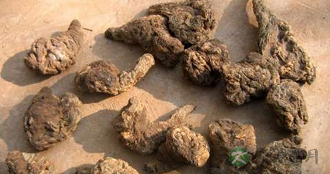 干地黄的功效与作用