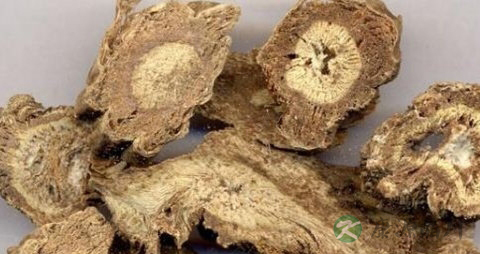 独活的药用价值_独活的副作用
