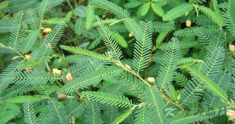 合萌的药用价值_合萌的副作用