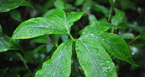 掌叶半夏的药用价值_掌叶半夏的副作用