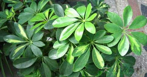 七叶莲的药用价值_七叶莲的副作用