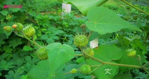 冬葵子的药用价值_冬葵子的副作用