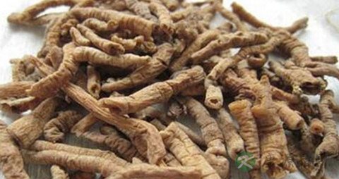 远志的药用价值_远志的副作用