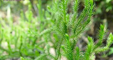舒筋草的药用价值_舒筋草的副作用