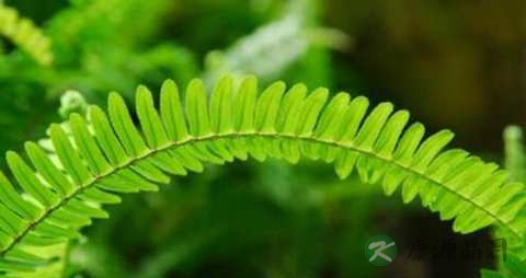 肾蕨的药用价值_肾蕨的副作用