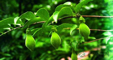 土沉香的药用价值_土沉香的副作用