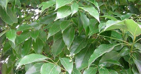黄樟的药用价值_黄樟的副作用
