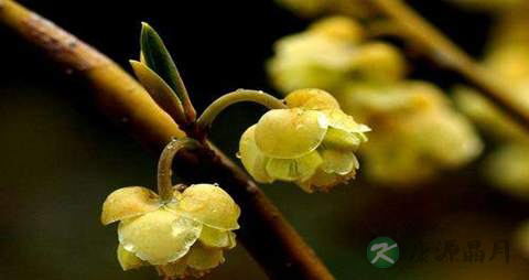 山苍子的药用价值_山苍子的副作用