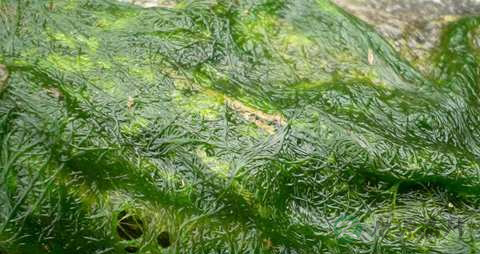 水绵的药用价值_水绵的副作用