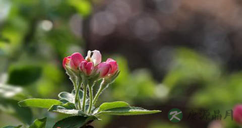 山荆子的药用价值_山荆子的副作用