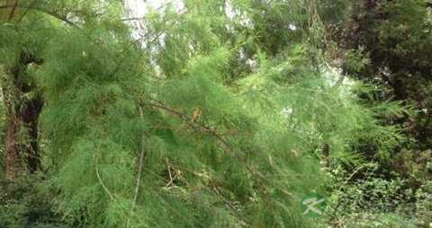 柽柳的药用价值_柽柳的副作用