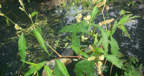 水蓼的药用价值_水蓼的副作用