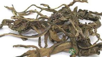 大青叶的功效与作用_大青叶的药用价值
