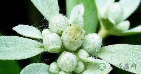 薄雪草的功效与作用