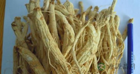 参须的药用价值_参须的副作用