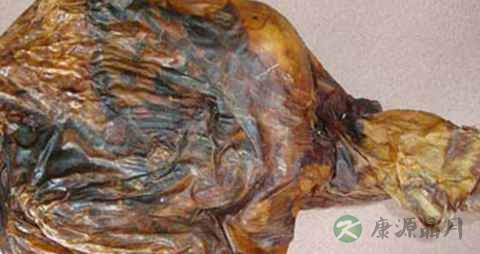 鹿胎的功效与作用