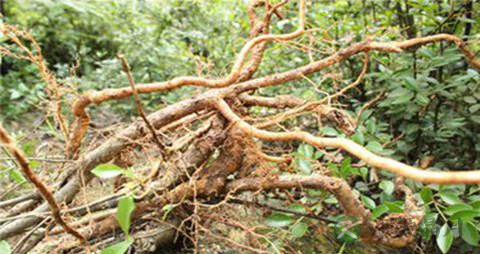 栀子花根的功效与作用