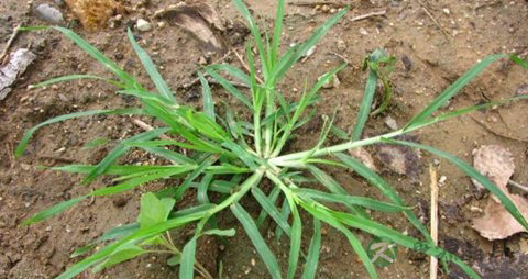 牛筋草的药用价值_牛筋草的副作用