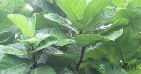 琴叶榕的药用价值_琴叶榕的副作用