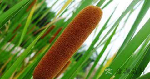 蒲棒的药用价值_蒲棒的副作用