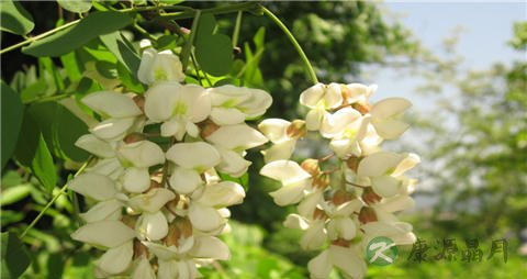 槐花能吃吗