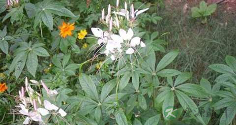 猫须草的功效与作用