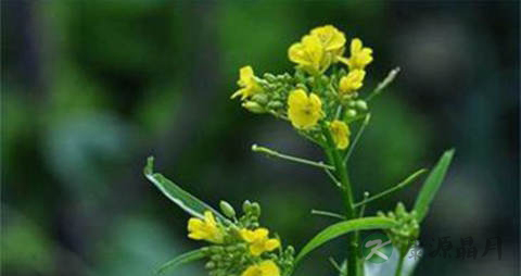 糖芥的功效与作用