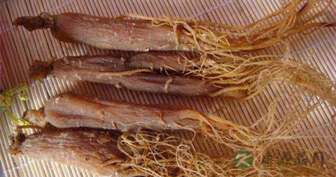 小红参的药用价值_小红参的副作用