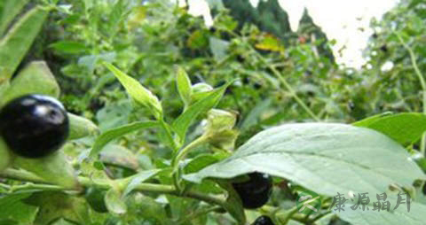 颠茄草的功效与作用