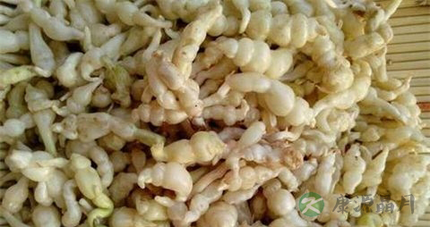 甘露子的药用价值_甘露子的副作用