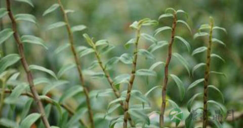 黑节草的药用价值_黑节草的副作用