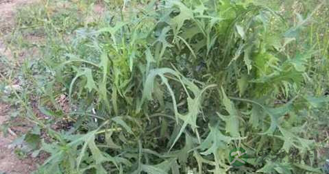 山莴苣的药用价值_山莴苣的副作用