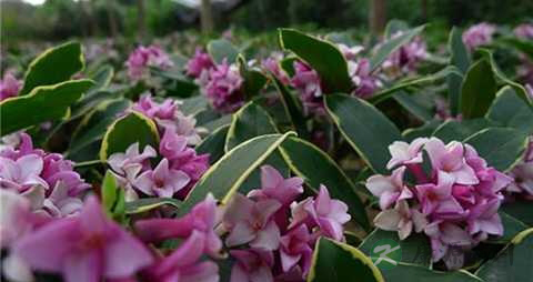 瑞香花的功效与作用