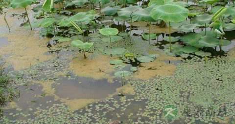 水绵的药用价值_水绵的副作用