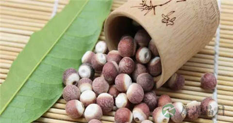 芡实是什么