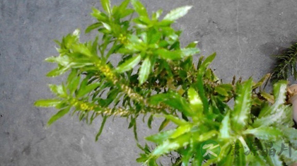 千层塔的功效与作用_千层塔的药用价值