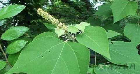 白背叶的药用价值_白背叶的副作用